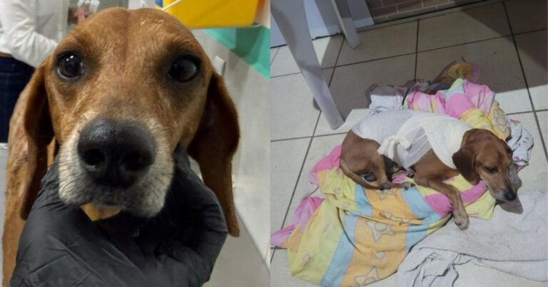 Mulher é indiciada por maus-tratos após ferir cão comunitário com líquido quente em Goiânia