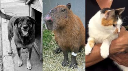 Rio de Janeiro registra aumento recorde de denúncias de maus-tratos a animais no primeiro trimestre