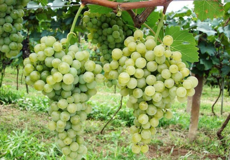Vinhos de inverno ganham impulso tecnológico e expandem produção no Centro-Oeste