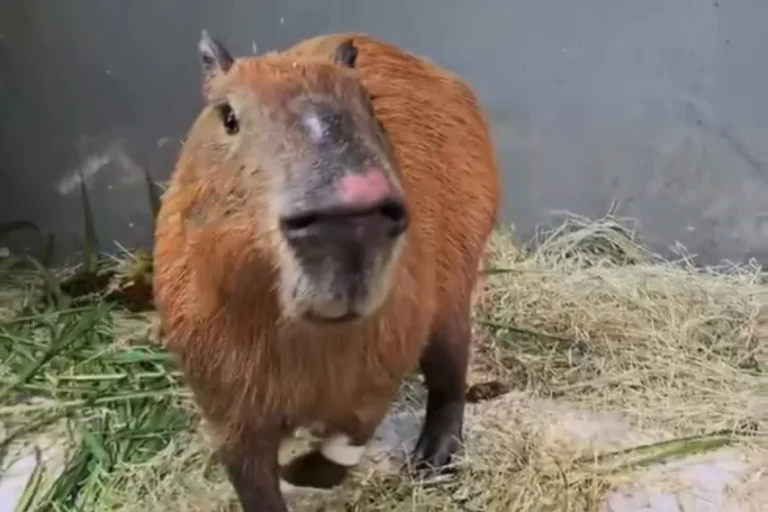 Capivara espancada no Rio apresenta melhora, mas pode perder visão