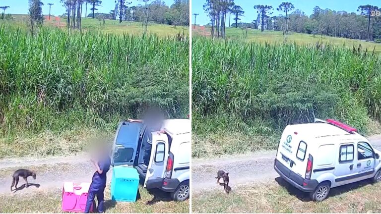 Polícia investiga clínica veterinária por cães soltos em rua do Paraná