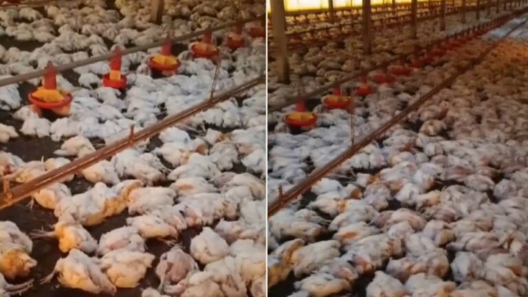 queda de energia no parana provoca morte de 20 mil frangos e prejuizo de r 150 mil