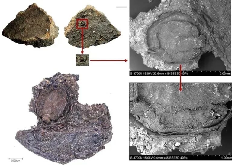 Cozinha da Idade da Pedra revela uso sofisticado de temperos por caçadores-coletores europeus