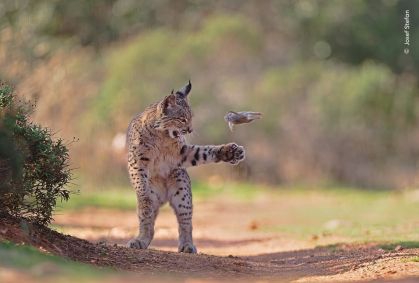 foto premiada de lince ibérico brincando destaca conservação da espécie