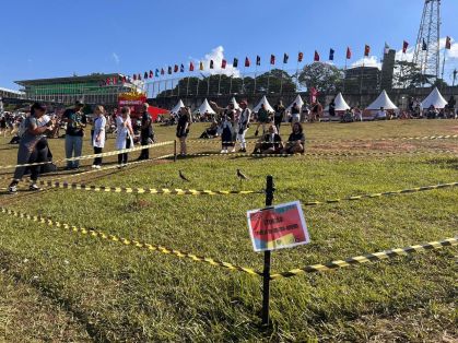 Lollapalooza Brasil 2026 protege família de quero-quero durante festival em São Paulo