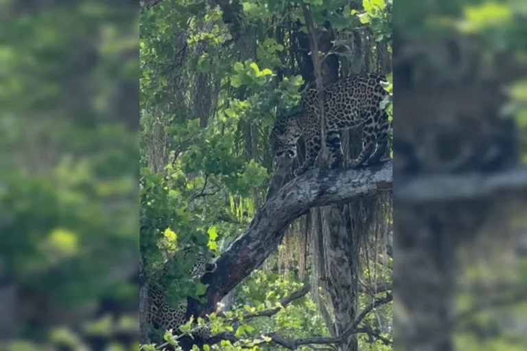 Onças-pintadas disputam alimento em cenário raro no Pantanal