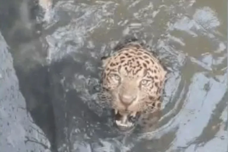 Onça-pintada resgatada em usina de Mato Grosso é devolvida à natureza
