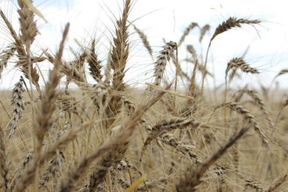Trigo, cacau e algodão têm alta nas bolsas influenciada por seca nos EUA e oferta global