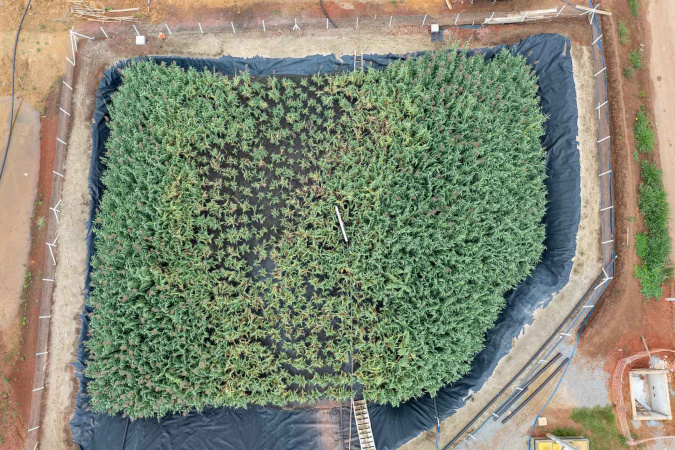 Sanepar implanta estação de esgoto lixo zero em Curitiba com plantas