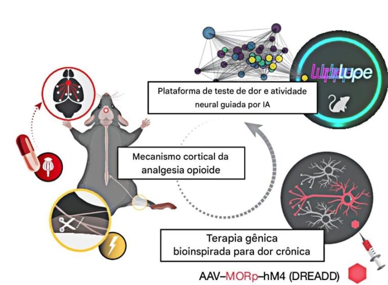 Terapia gênica revoluciona alívio da dor crônica sem opioides