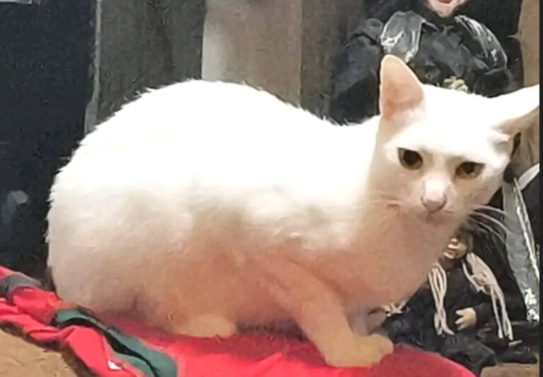 Família mobiliza busca por gato Rodolpho desaparecido no Centro de Ponta Grossa