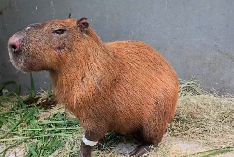 Mp-RJ denuncia grupo por agressão brutal a capivara na Ilha do Governador