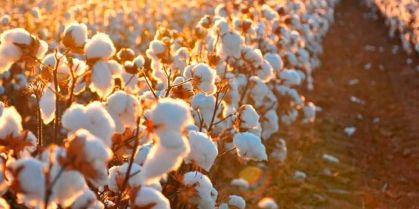 Alta de 4,33% no algodão em pluma é puxada pelo mercado externo no Brasil