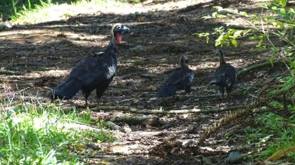 Biodiversidade avança como estratégia produtiva no agro brasileiro