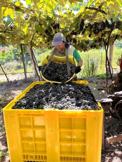 Vinícola Aurora alcança maior safra de uvas da história em 2026