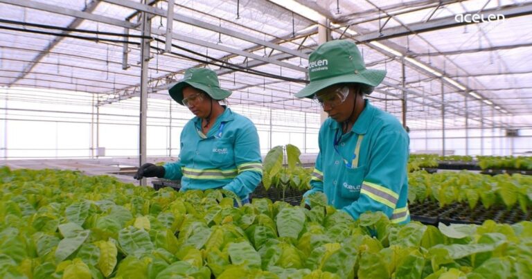 Acelen amplia rastreabilidade da macaúba para impulsionar biocombustíveis