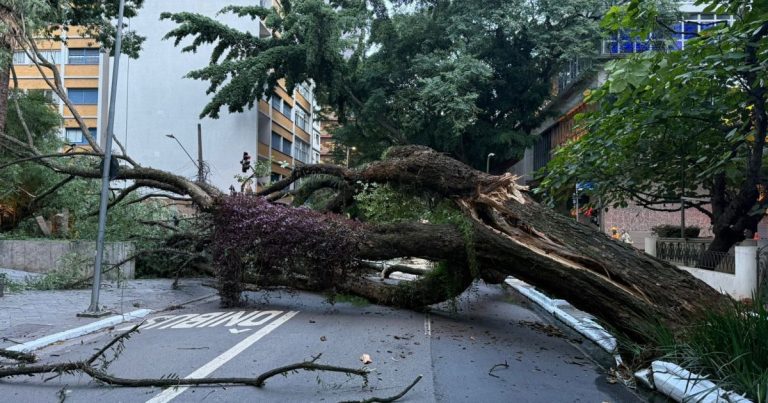 Árvore gigante cai e bloqueia ruas perto da Avenida Paulista em São Paulo