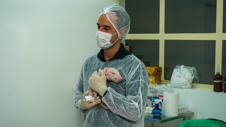 Brasil desenvolve primeiro porco clonado da América Latina para transplantes no SUS