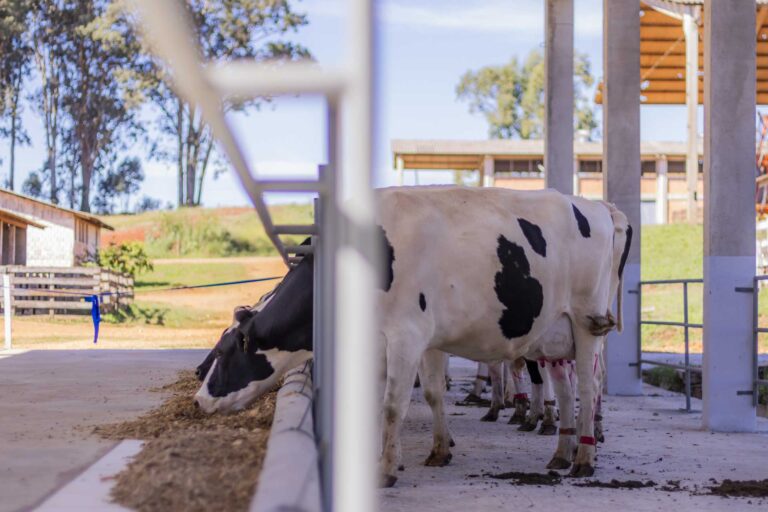 uepg inaugura abrigo moderno para gado leiteiro na fazenda escola fescon