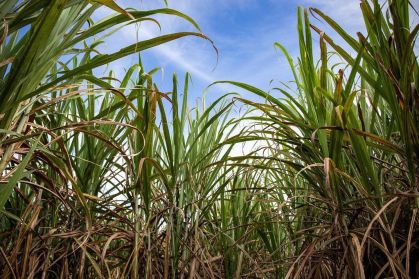 Setor sucroenergético atualiza modelo para precificação da cana-de-açúcar