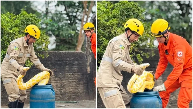 Cobra píton amarela de quatro metros foge no centro de Aruanã