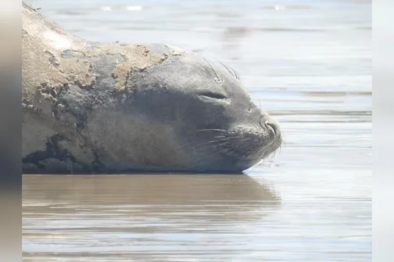 Elefante-marinho Leôncio morre após espancamento em praia de Alagoas