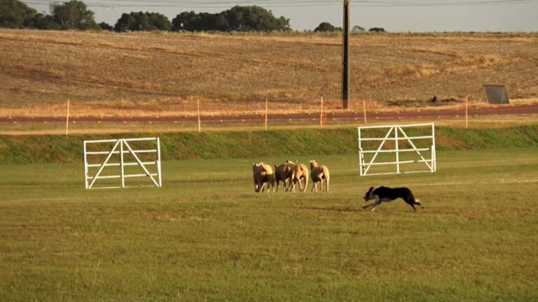 Border Collie lideram disputa em campeonato nacional de pastoreio no Paraná