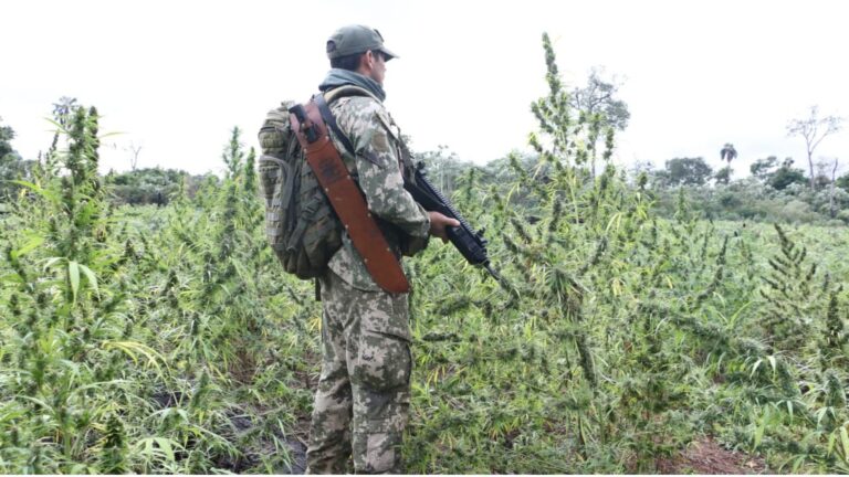Plantacoes de maconha sao incineradas em operacao no Paraguai
