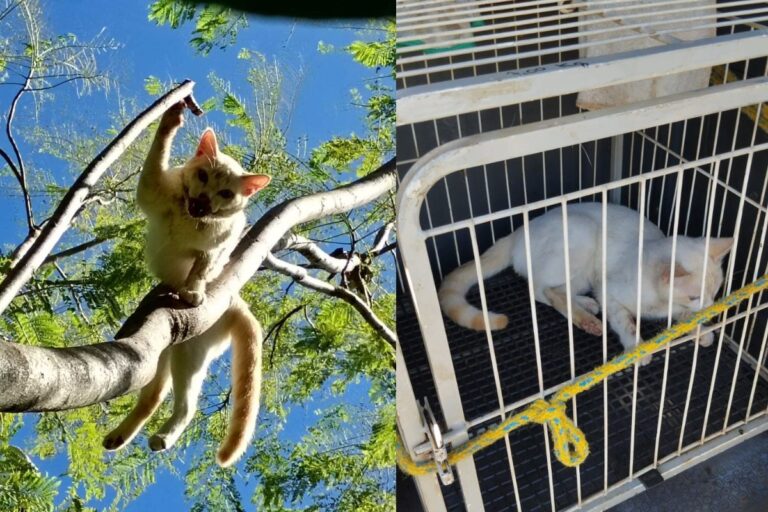 Guarda resgata gato ferido em árvore e tutora é detida por maus-tratos no Paraná