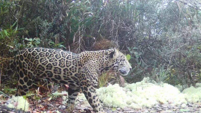 Onça-pintada das nuvens reaparece após 10 anos em Honduras