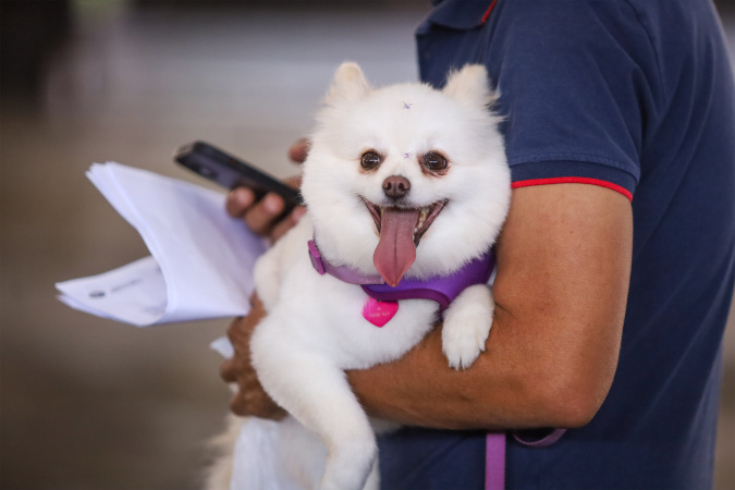 Estado estende prazo para inscrição de OSCs no Conselho de Direitos Animais