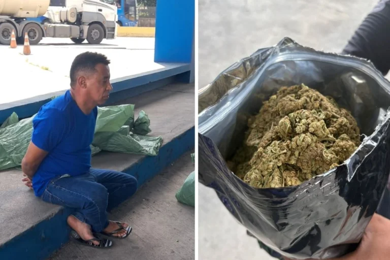 Operação apreende quase meia tonelada de maconha hidropônica no Rio de Janeiro