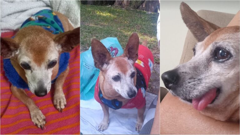 Ataque de pitbull em Curitiba fere mulher e mata cachorro