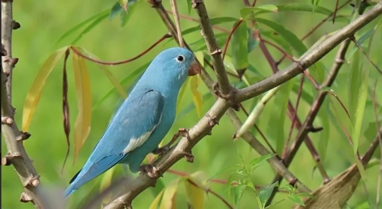 Periquito azul revela mutação genética rara no Tocantins