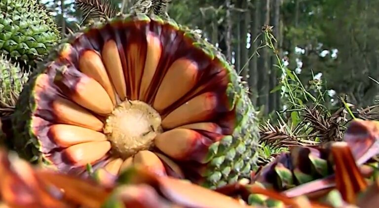 Indígena morre ao cair de araucária no Paraná ao colher pinhão com esporas