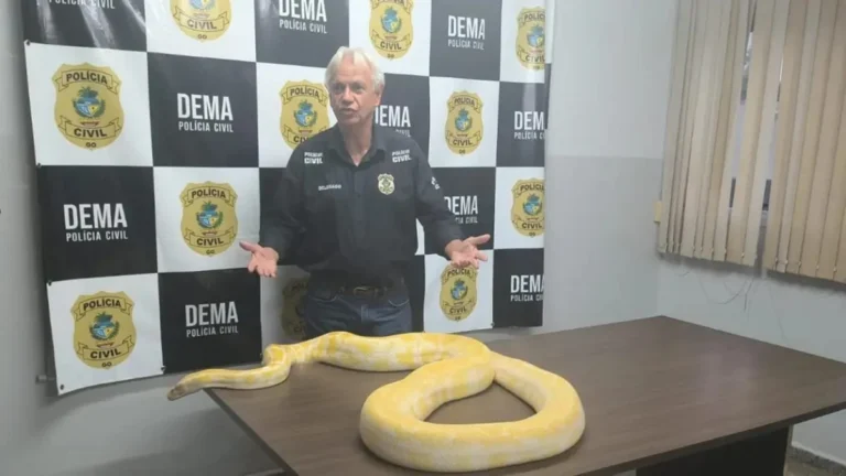 Píton albina de quase 4 metros apreendida em Goiás após fuga