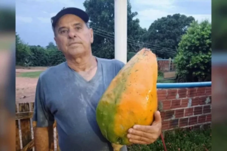 Produtor rural colhe mamão de 10 kg e surpreende no Paraná