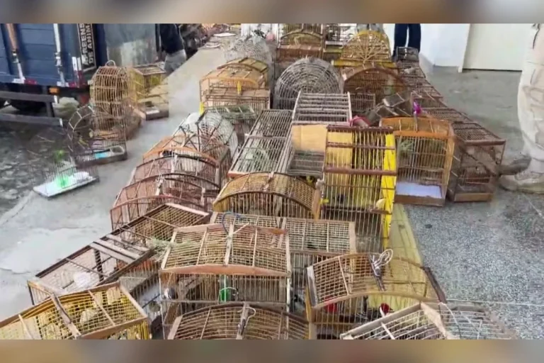 Mais de 500 animais silvestres são resgatados em operação no sertão de Sergipe