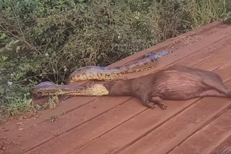 Sucuri arrasta capivara às margens de córrego no Mato Grosso do Sul