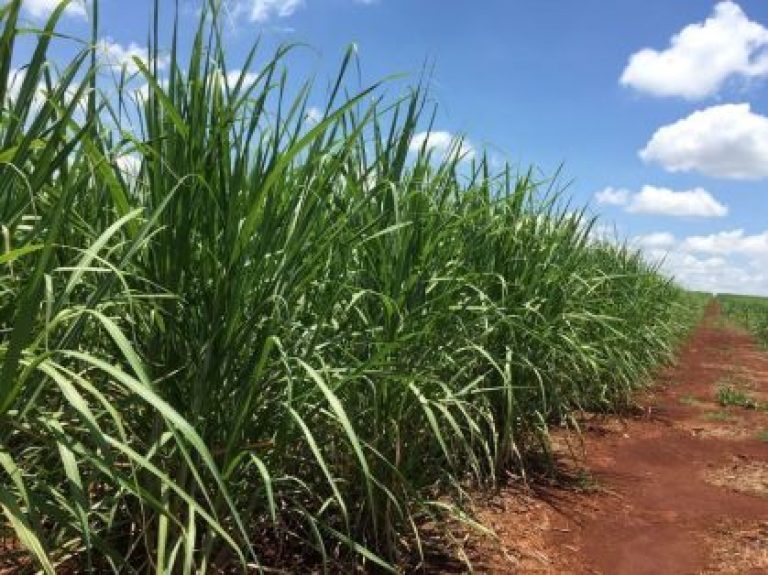 Estiagem e calor provocam leve queda na safra de cana de 2025/26