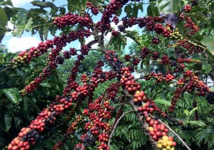 Oferta global de café deve superar demanda em 2026 com superávit