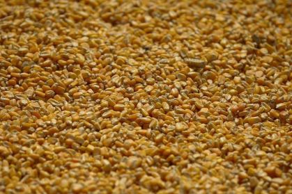 Mercado de soja cai na abertura da bolsa de Chicago enquanto milho e trigo sobem