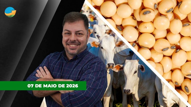 Mercado do boi enfrenta travamento e soja registra quedas em Chicago