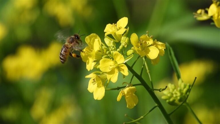 Canola dobra área de cultivo no RS na safra de inverno 2026