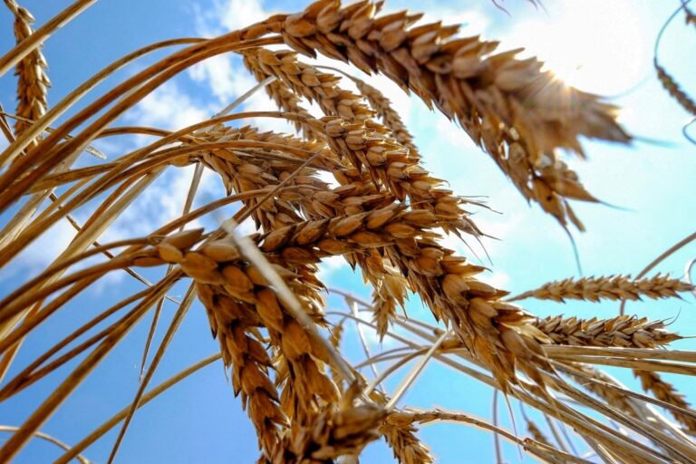 Trigo recua em Chicago enquanto Brasil aguarda evolução climática
