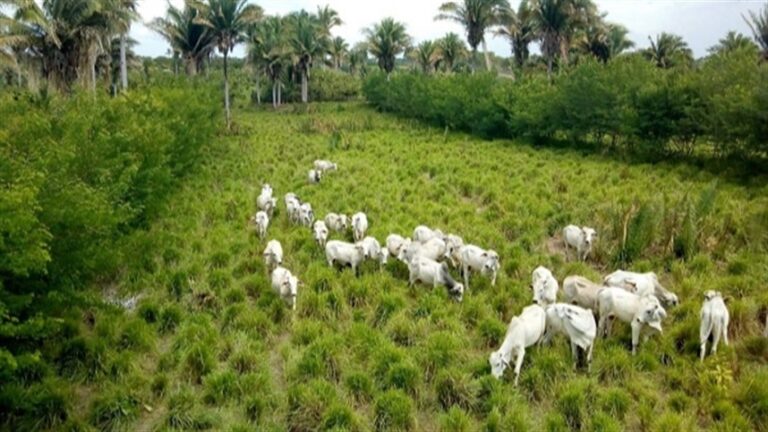Integração lavoura-pecuária cresce como estratégia na entressafra