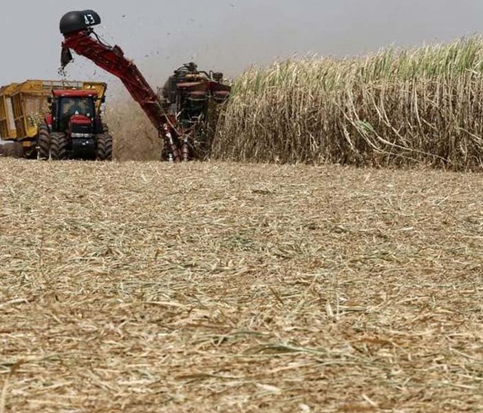 Produção de açúcar despenca 24,8% no Centro-Sul; moagem cai 13%
