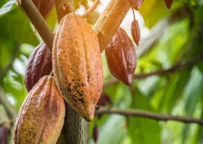 Genética e nutrição elevam produtividade do cacau em até 32%