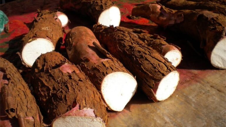 Chuvas limitam colheita e sustentam preços da mandioca