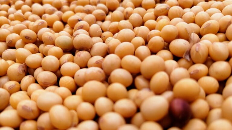 ABIOVE atualiza projeções e confirma avanço do esmagamento de soja